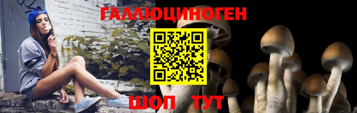 Оренбург  Псилоцибиновые грибы Psilocybine cubensis  Вход с VPN  купить закладку  Псилоцибиновые грибы Magic Shrooms 